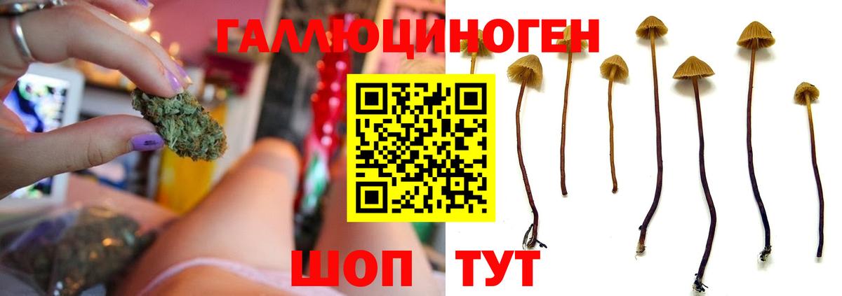 Псилоцибиновые грибы GOLDEN TEACHER  наркошоп  Новокуйбышевск  Вход с VPN 